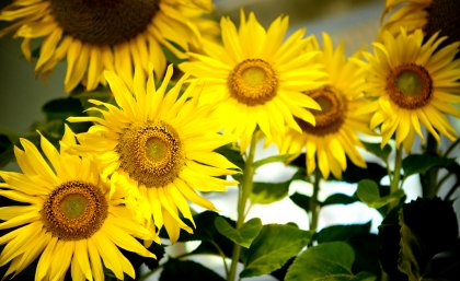 The winning sunflower will be determined on Tuesday 19 May.